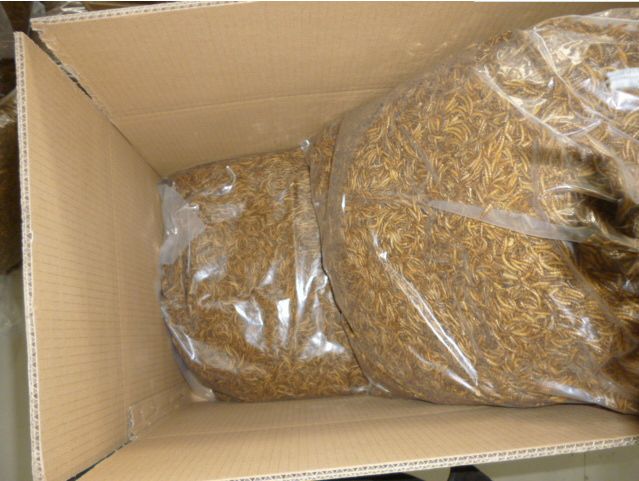 Bulk Dried Mealworms for fish supplier in UK